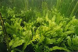 L'algue verte Caulerpa taxifolia