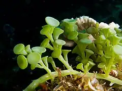 Description de l'image Caulerpa racemosa algae.jpg.