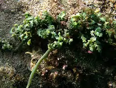 Caulerpa serrulata