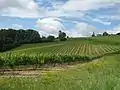 Vigne de l'AOC Saint-mont