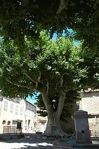 Platanes de Caunes-Minervois en 2016.