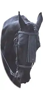 Tête d'un Murgese noir de trois-quarts, en filet, à la crinière nattée et à la têtière présentant des franges de cuir