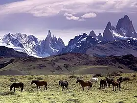 Baguales au pied du massif de Fitz Roy, Patagonie