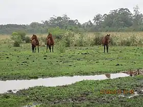 Içara