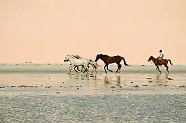 Chevaux à Jericoacoara. Juillet 2016.