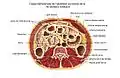 Coupe transverse de l'abdomen