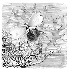 Description de l'image Cavolinia tridentata.jpg.