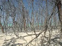 Forêt morte en bord de mer.