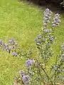 Ceanothus 'Blue Jeans' (cultivar)