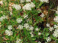 Description de l'image Ceanothus herbaceus (8932989532) 4x3.jpg.