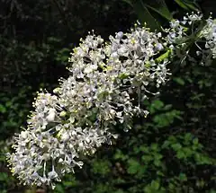 Description de l'image Ceanothus spinosus 01.jpg.