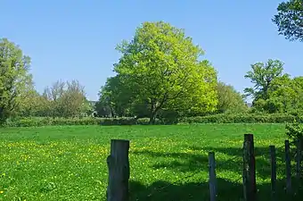 La prairie à Ceaulmont (36) en 2015.