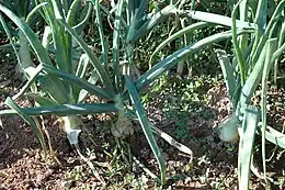 Photographie en couleur représentant une culture d'oignon en gros plan. Les bulbes semi-enterrés sont en cours de grossissement et le feuillage est encore vert.