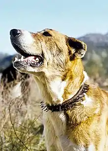 La tête d'un chien de berger, portant un collier de cuir avec des pointes métalliques droites dirigées vers l'extérieur.