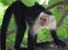 Capucin à tête blanche, primate le plus commun du parc.