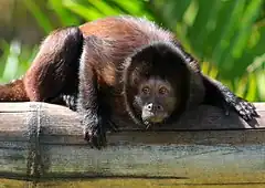 Description de l'image Cebus robustus (Crested capuchin monkey).jpg.