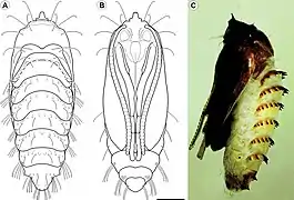 Pupe de Cecidonius pampeanus.