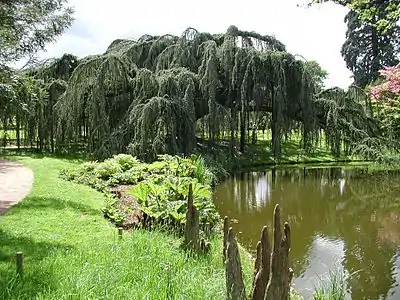 Arboretum de la Vallée-aux-Loups, cèdre bleu pleureur de l'Atlas.