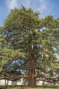 Jardin du Musée des Beaux-Arts de Tours, cèdre du Liban.