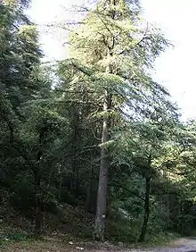Cèdre du Liban, une des espèces ayant servi au reboisement du mont Ventoux.