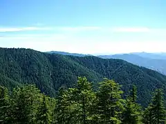 Forêt de Cèdre de l'Himalaya et de Pin de l'Himalaya.