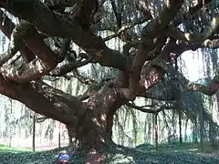 Tronc du 'Glauca Pendula', en 2007