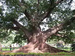 Plus grand spécimen connu de Ceiba pentandra.