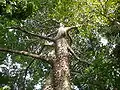 Ceiba pentandra.