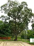 Arbre adulte en fleurs