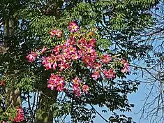 Ceiba speciosa ou Palo borracho
