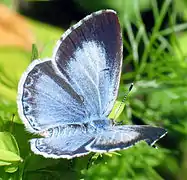 Ce petit papillon a des ailes bleu bordé d'une large bande grise chez la femelle, étroite chez le mâle.
