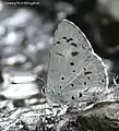 Celastrina lavendularis isabella (Lycaenidae)