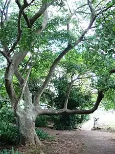 Celtis africana.