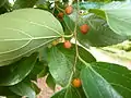 C. sinensis avec des fruits orange et des feuilles brillantes, presque glabres.