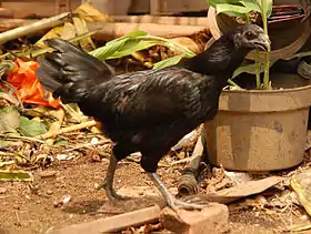 Poulet (ayam) Cemani