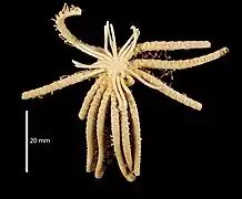 Cenolia amezianeae (MNHN)