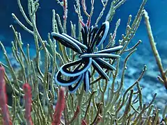 Cenometra bella, une Colobometridae