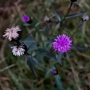 Centaurea nigra