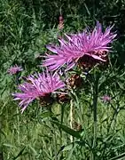 Fleurs de Centaurée jacée.