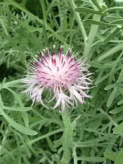 Description de l'image Centaurea cineraria 1.jpg.