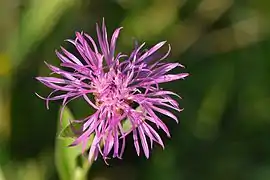Fleur de Centaurea jacea.