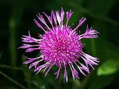 Fleur de Centaurée jacée.