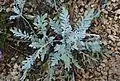 Plant de Centaurea en extérieur