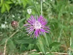 Centaurée noirâtre - Centaurea nigrescens