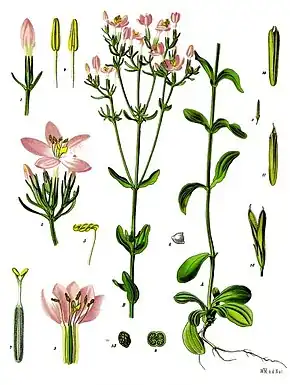 Description de l'image Centaurium erythraea - Köhler–s Medizinal-Pflanzen-058.jpg.