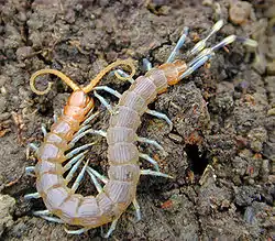 Scolopendres (Myriapodes, Chilopodes)