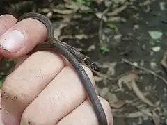 Description de l'image Centipede Snake (Tantilla armillata) (17847993585).jpg.