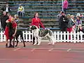 Le berger d'Asie centrale est de grande taille. Ici, comparaison avec un dogue allemand.