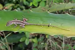 Description de l'image Central Pallid Anole (Anolis centralis) (8592692382).jpg.