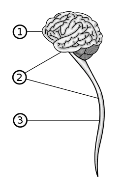 Le système nerveux central